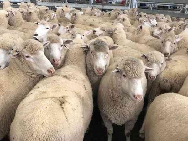 Merino Ewes For Sale